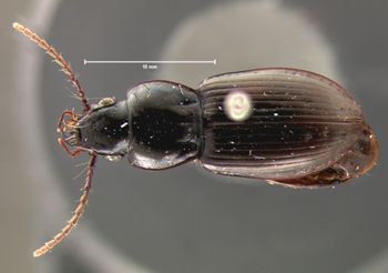 Media type: image;   Entomology 5646 Aspect: habitus dorsal view